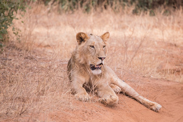 uncrowned lion in Samburu National Park in Kenya