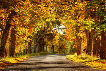 Fototapeta na wymiar asphalt road with beautiful trees on the sides in autumn