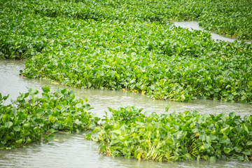 water hyacinth in river