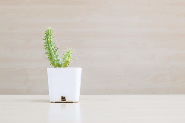 Closeup cactus in white plastic pot on blurred wood desk and wood wall textured background with copy space