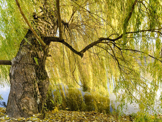 Weeping Willow, Stream, Uman', Ukraine © Mark