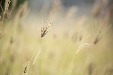Fototapeta premium Grass or Swollen finger with blur and shallow depth of field for background