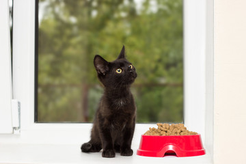 kitten and a bowl of dry food