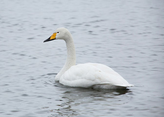 Naklejka na ściany i meble Whooper swan (Cygnus cygnus) swimming in a lake a cold winter day in January.