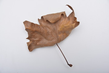 autum leaf