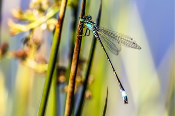 Dragonfly