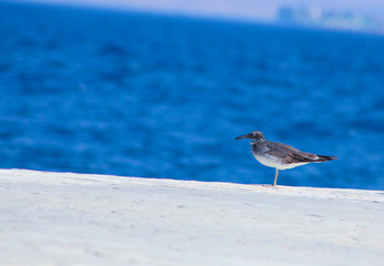 Seagull flying by the sea side / Seagull flying by the sea side with the background of the ocean and the blue sky