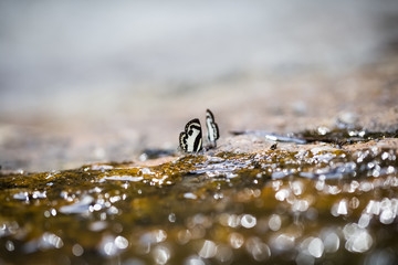 little butterflies on wet rock