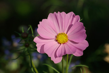 Grand cosmos mauve en été, Jardin des Plantes Paris