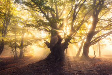 Obraz premium Magical old tree with sun rays in the morning. Forest in fog. Colorful landscape with foggy forest, gold sunlight, green leaves at beautiful sunrise. Fairy forest in autumn. Fall woods. Enchanted tree