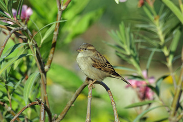Moineau sur une branche de laurier rose, Jardin des Plantes Paris