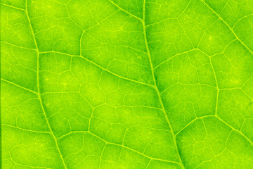 Fototapeta na wymiar Leaf texture or leaf background for design with copy space for text or image.