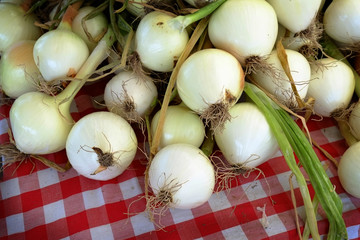Fresh Organic Onions For Sale