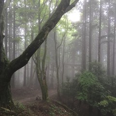 寺　自然