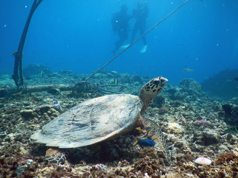 Diving with Sea Turtle