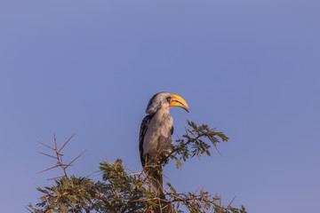 bird, lake Mombasa in Kenya, Africa