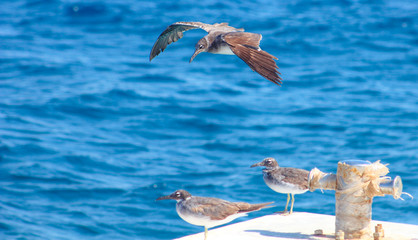 Seagull flying by the sea side / Seagull flying by the sea side with the background of the ocean and the blue sky