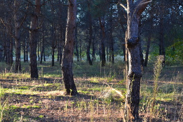 Сосновый бор © anya303