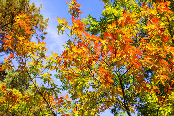 The beautiful autumn tree on a background of blue sky