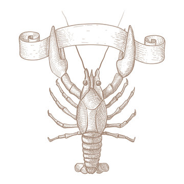 Lobster. Hand drawn sketch