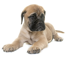 puppy bull mastiff