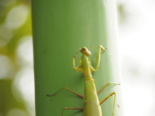MaMaMantis