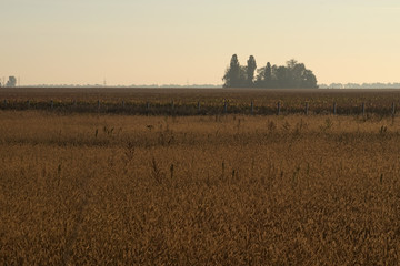 Fototapeta premium Autumn landscape. Two fields separated by fence. The trees in the fog on the horizon 