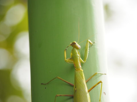 MaMaMantis