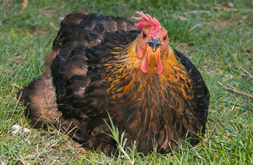 Uccelli arrabbiati: ritratto di una gallina seduta sul prato