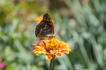 Schöner Schmetterling sammelt Nektar auf der Zinnien Blume.