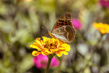 Schöner Schmetterling sammelt Nektar auf der Zinnien Blume.