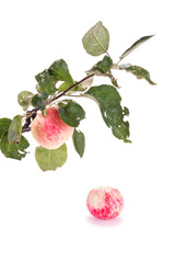 Branch with apple