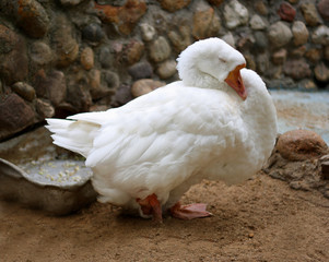 Big white goose close-up.