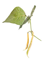 Branch of kidney bean with pods