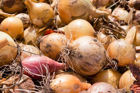 Harvest bulbs onion