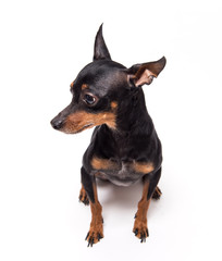 miniature-pinscher sitting against white background