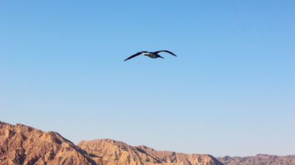 Seagull flying by the sea side / Seagull flying by the sea side with the background of the ocean and the blue sky