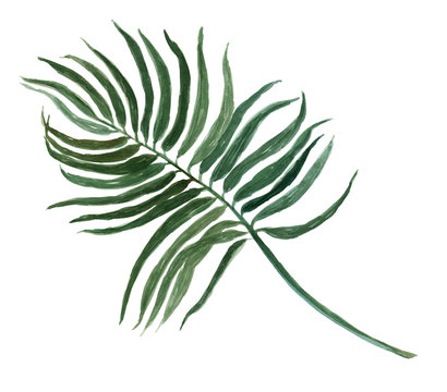 tropical Areca palm leaf plant botanic watercolor painting on white background