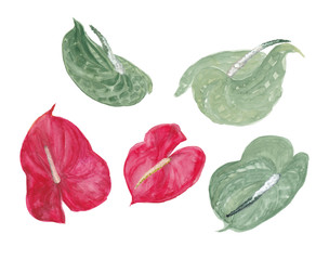 Watercolor painting set of Anthurium flower on a white background
