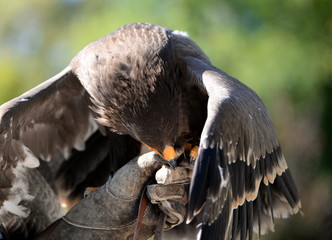 Steppenadler auf der Hand des Falkners
