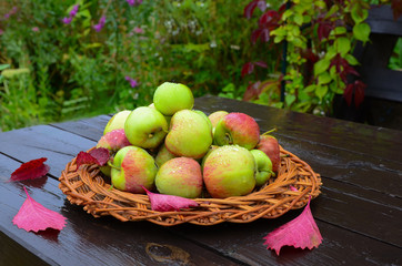 Closeup of red and green apples with wooden plate on countryside background. Concept for seasonal fruits, autumn harvest, organic farming and agriculture.