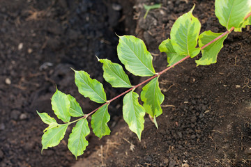 Weigela florida Nana Variegata branch lie on the ground. 