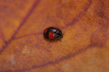 Божья коровка