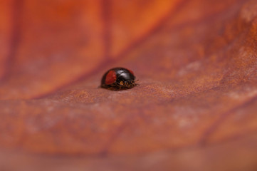 Божья коровка