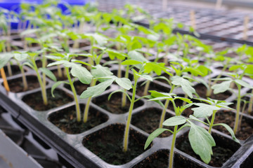 Seedling tomato in tray for sprout in greenhouse.