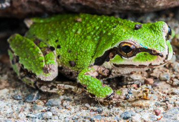 Green Frog