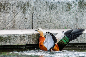 Fototapeta premium Duck beating against the wall