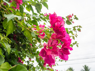 Is dark pink bougainvillea flowers shrubby