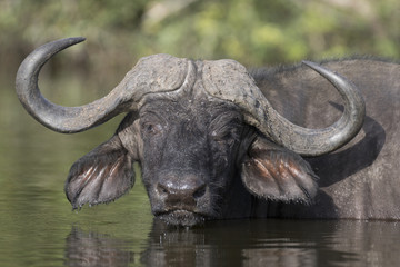Naklejka premium Portrait of african cape buffalo