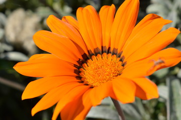 Оранжевый цветок